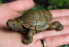Turtle Resin Cute Figurine