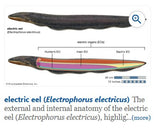 Large Eel Brass  Figurine