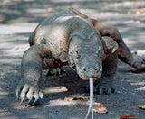 Brass Komodo Dragon Figurine Large