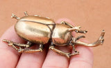 Brass Rhinoceros Beetle