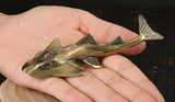 Fish Bowmouth Guitarfish Brass  Figurine