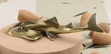 Fish Bowmouth Guitarfish Brass  Figurine