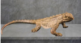 Lizard Horned Lizard Toad Brass Figurine