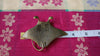 Giant Manta Ray Brass Figurine