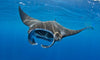Giant Manta Ray Brass Figurine