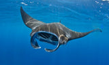 Giant Manta Ray Brass Figurine
