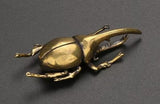 Brass Stag Long Nosed Beetle