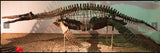 Dinosaur Fish Pliosaurs Brass Figurine