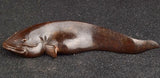 Fish Giant Amur Catfish Brass  Figurine