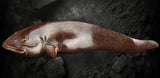 Fish Giant Amur Catfish Brass  Figurine