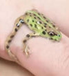 Frog Ring Finger Wrap Enamel Ring