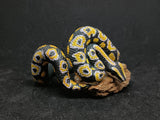 Snake Bracelet Realistic Small