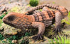 Plastic Soft Lizard Figurines