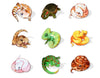 Cute Reptile Push Pins Acrylic