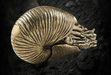 BKB Custom Gifts heavy brass chambered nautilus figurine with detailed spiral shell texture on a dark background