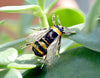 Honey Bee Enamel Rhinestone Brooch Insect
