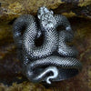 Snake Tight Twist Ring